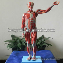 ISO Deluxe Muscles Model of Male Mannequin, Muscle Anatomy Model